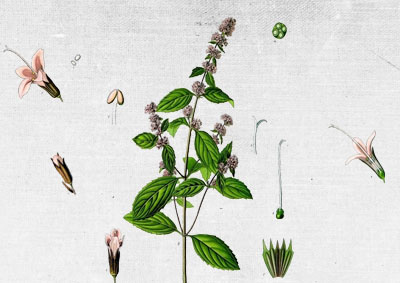 COUNTRY OF ORIGIN: IRELAND KEY BENEFITS: anti-inflammatory, anti acne, rejuvenating, calming, astringent, anti-age. NOURISHING FACE MASK