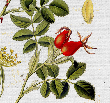 COUNTRY OF ORIGIN: ITALY KEY BENEFITS: rejuvenating, conditioning, nourishing, smoothing, hydrating. REGENERATING BALM