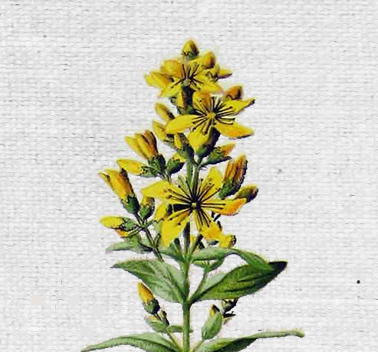 COUNTRY OF ORIGIN: IRELAND KEY BENEFITS: healing, protective, soothing, anti inflammatory, regenerating. REGENERATING BALM