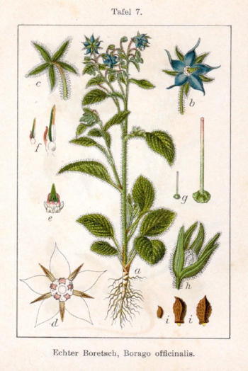 Plant-illustration-of-Borage.jpg