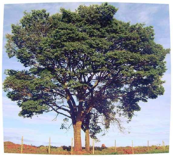 Copaifera Langsdorfii