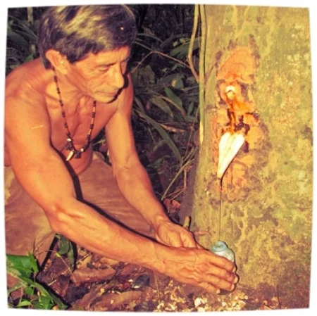 Collecting the Oleoresin from the Copaiba Tree