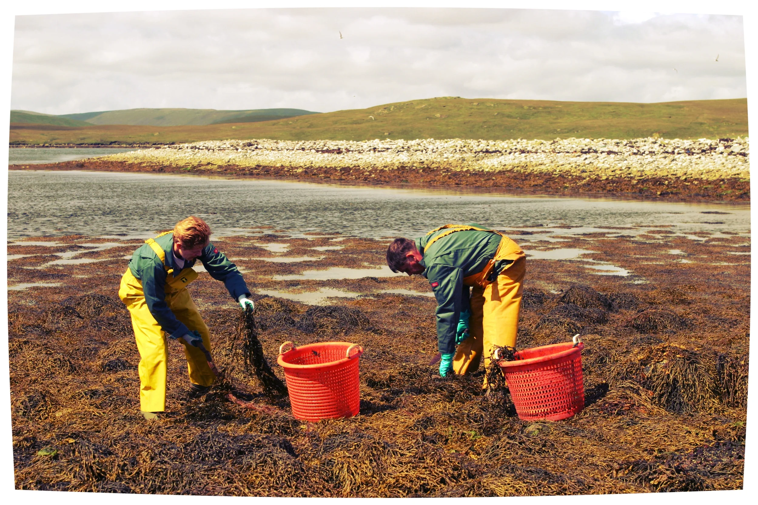 Pure Atlantic Kelp is Cooling Protecting and Hydrating for Sun and Weather  Damaged Skin and Hair — White Witch Connemara