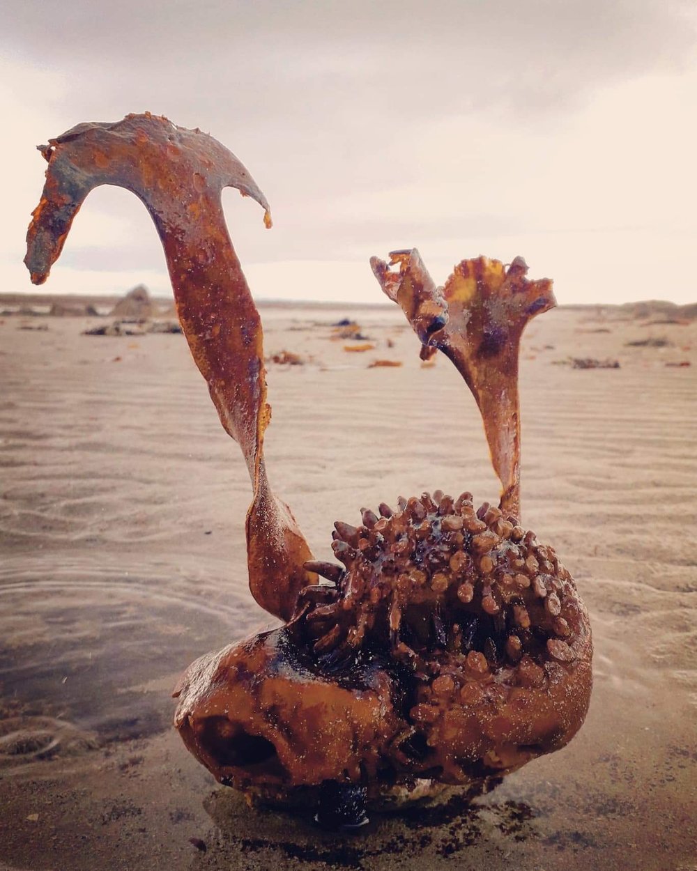Pure Atlantic Kelp is Cooling Protecting and Hydrating for Sun and Weather  Damaged Skin and Hair — White Witch Connemara