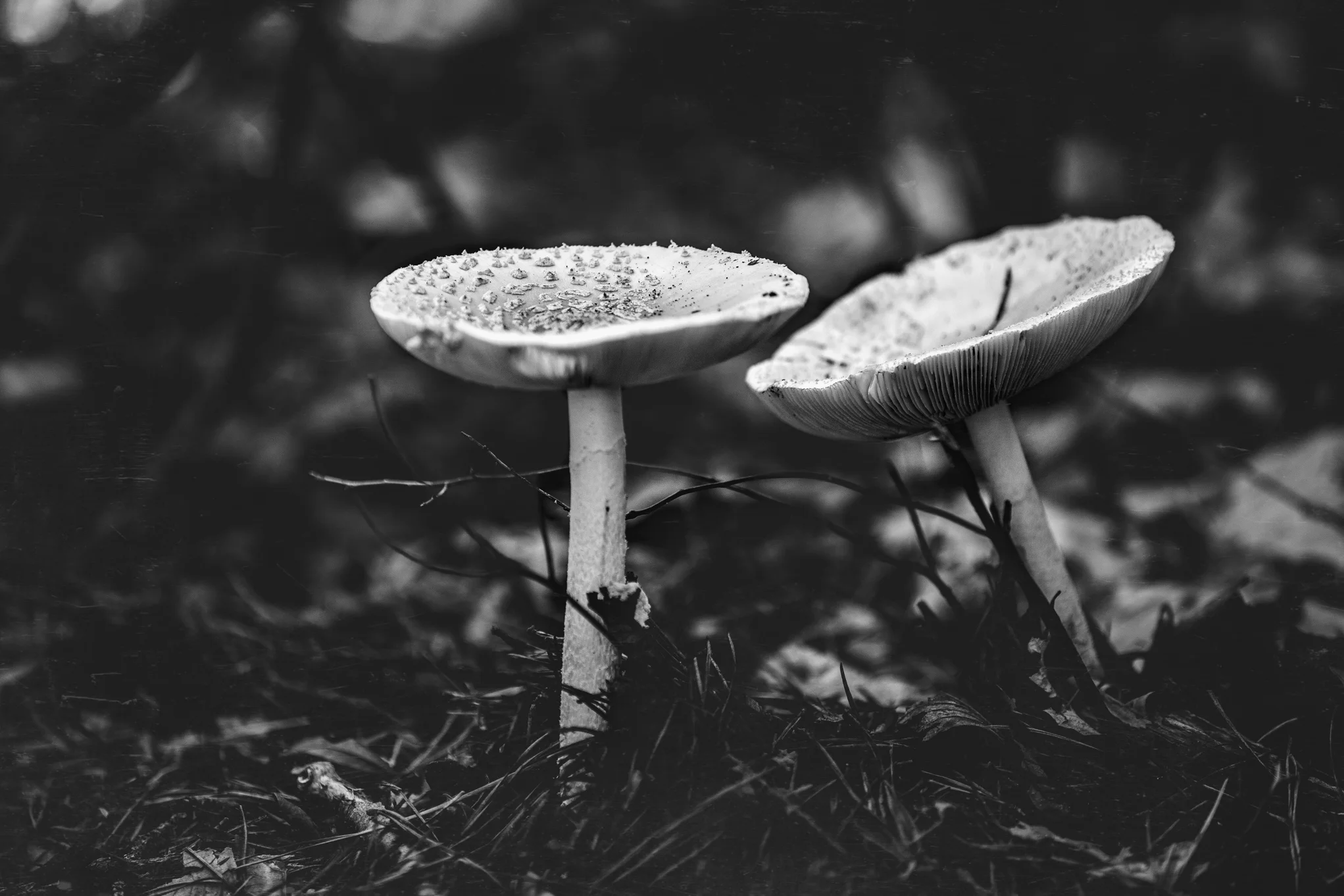 8X7A6524-Edit-Edit.jpg