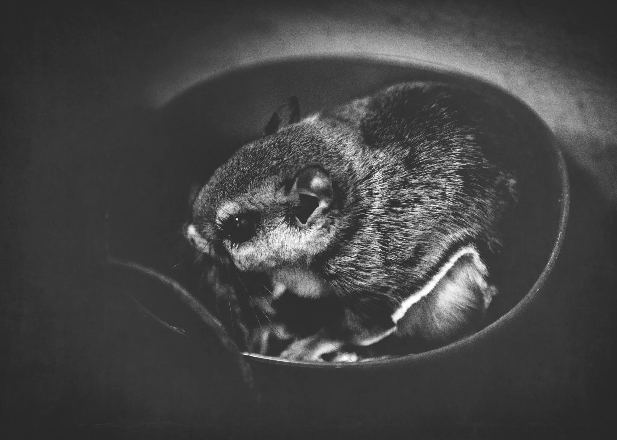 We found this little flying squirrel in our basement. Linhsey named him Nutty Fudgeball. 