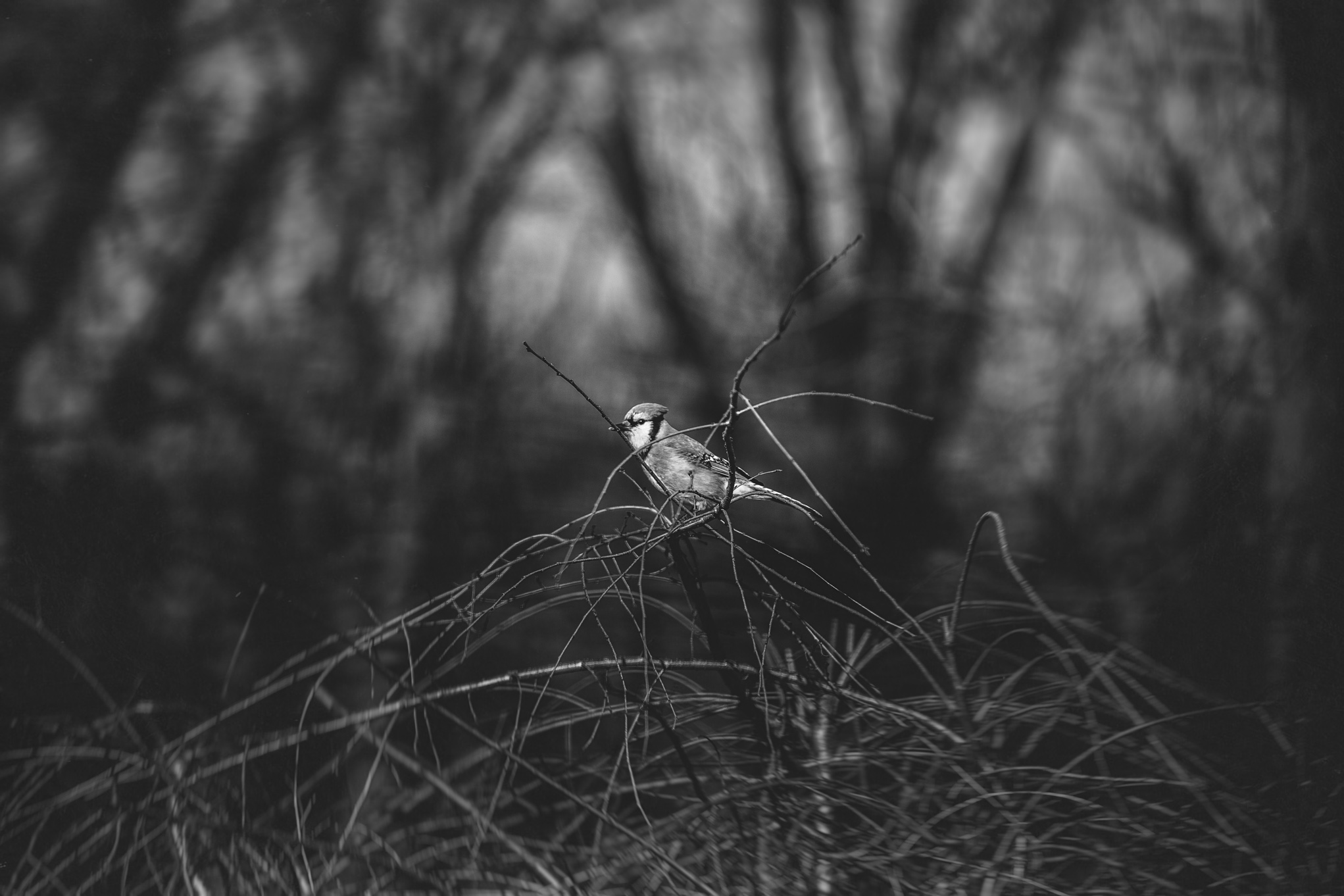 I love when it's warm enough for the birds to come out of hiding in the winter. 