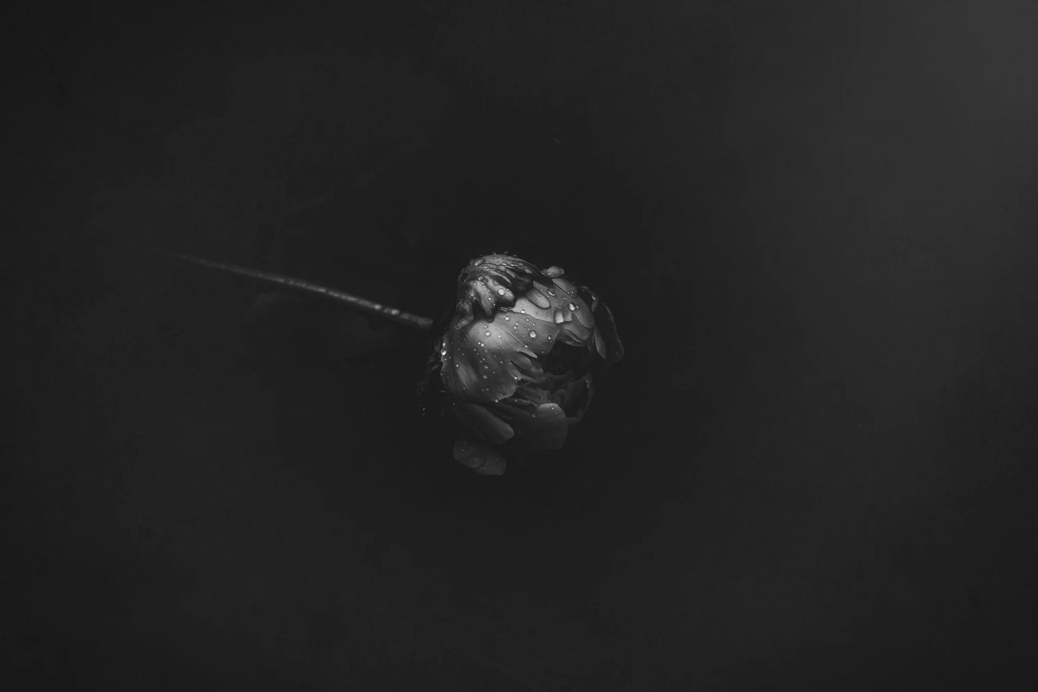 8X7A1437-Edit-Edit.jpg