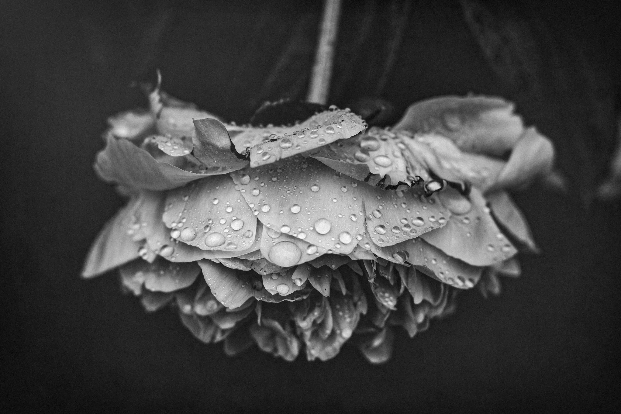 8X7A1432-Edit-Edit.jpg
