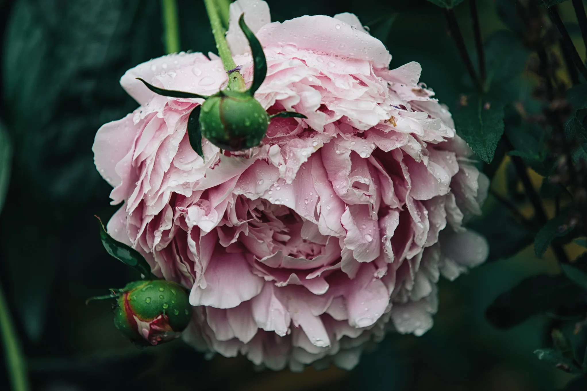 8X7A1441-Edit.jpg