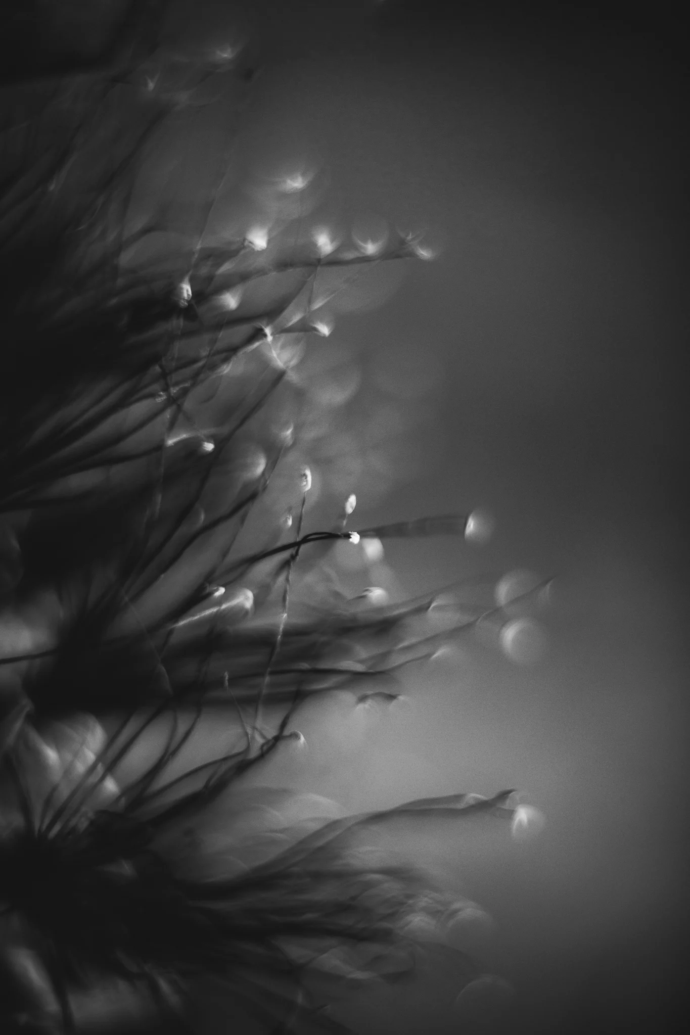 8X7A5185-Edit.jpg
