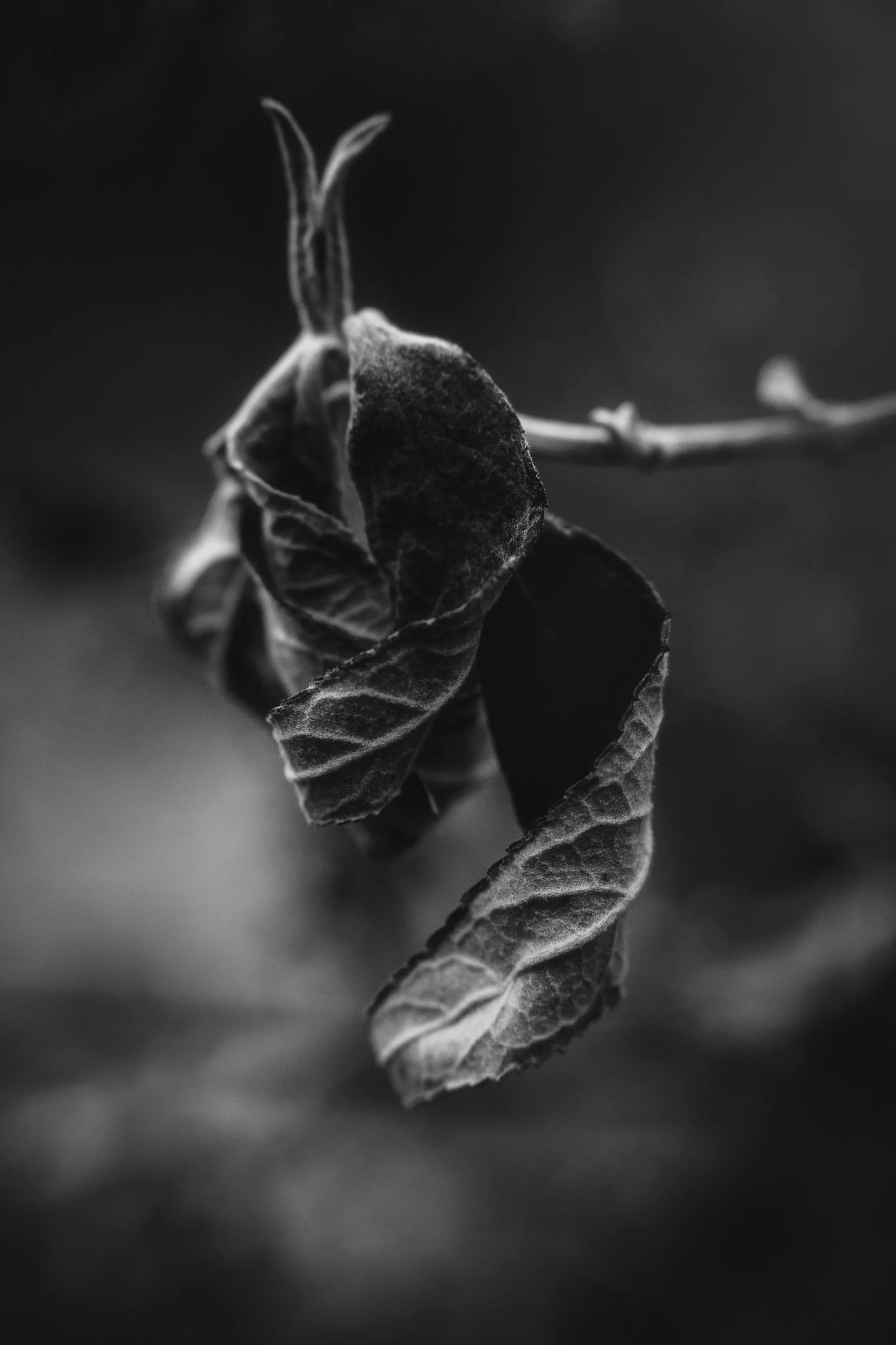 8X7A5379-Edit-Edit.jpg