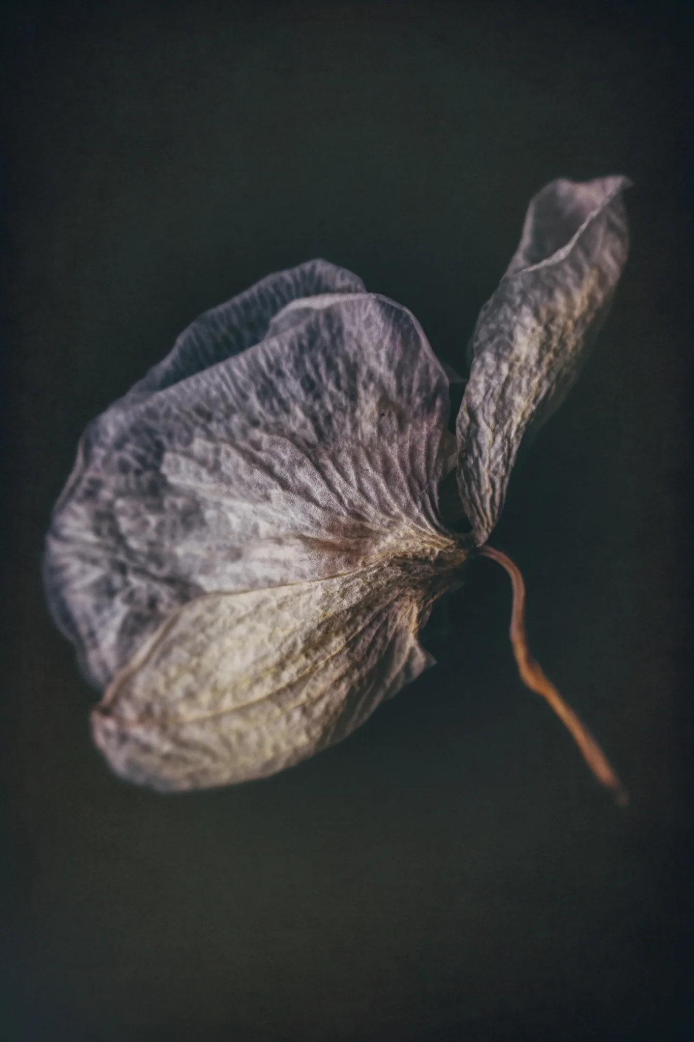 8X7A5371-Edit-Edit.jpg