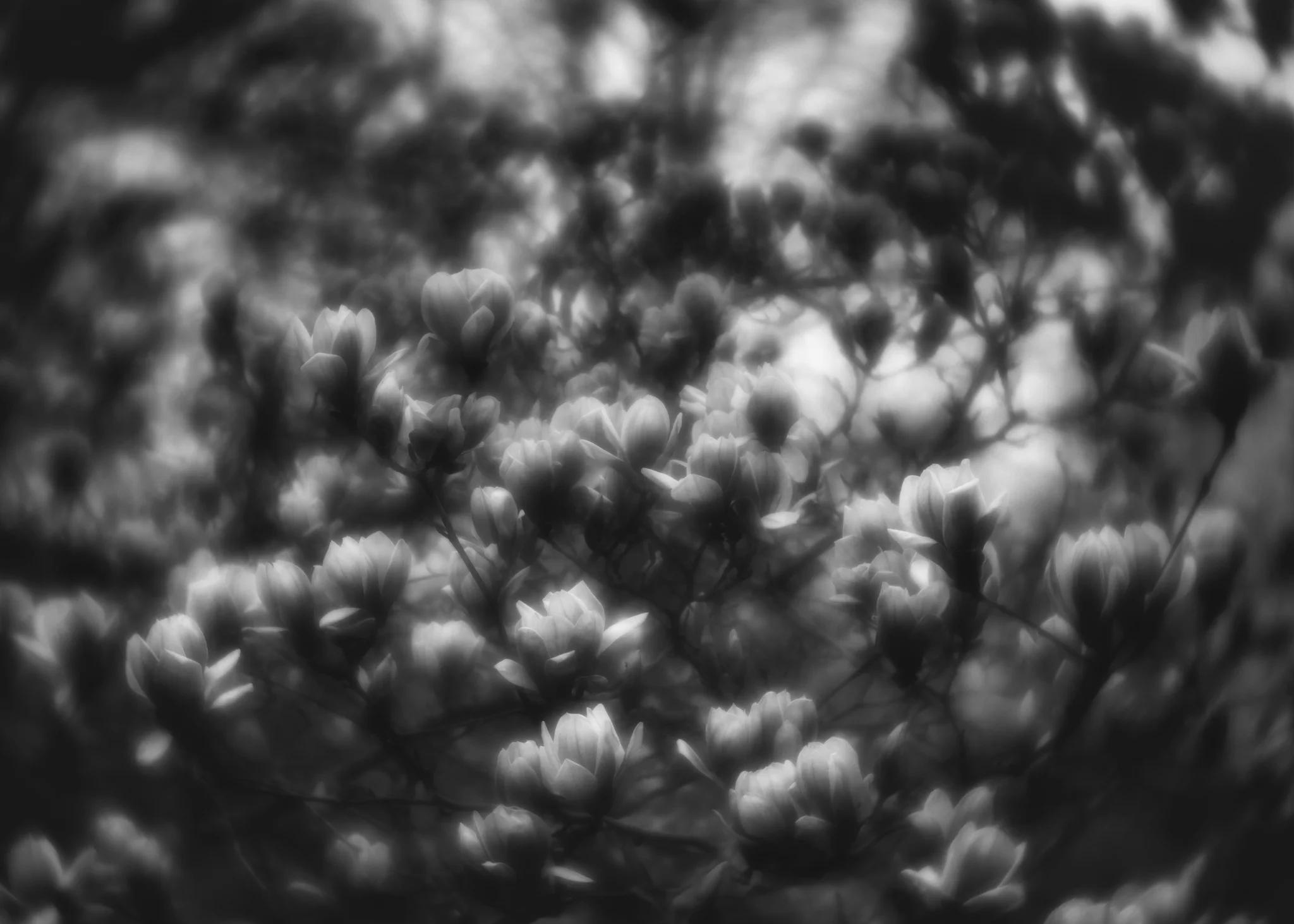Lensbaby Velvet 56~ The Magnolias were in full bloom and so beautiful. 