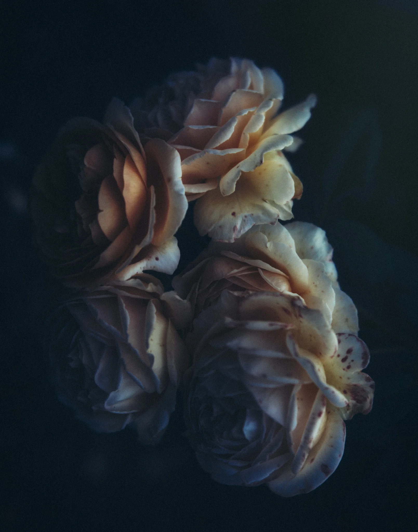 8X7A0155-Edit-Edit.jpg