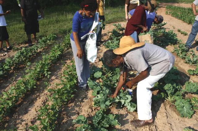 Learn to grow your own food with HABESHA Works