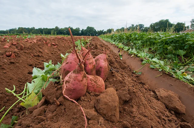 Is 2015 The Year Soil Becomes Climate Change’s Hottest Topic?