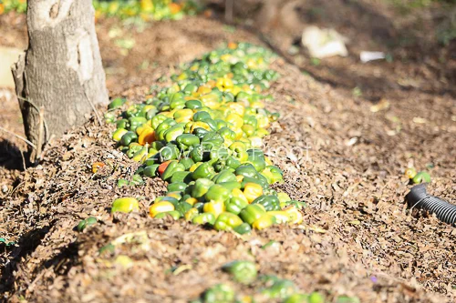 UGA Extension DeKalb County