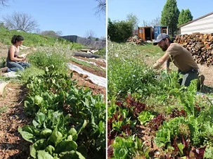 Creative Loafing: Now hiring: City Hall's urban agriculture director