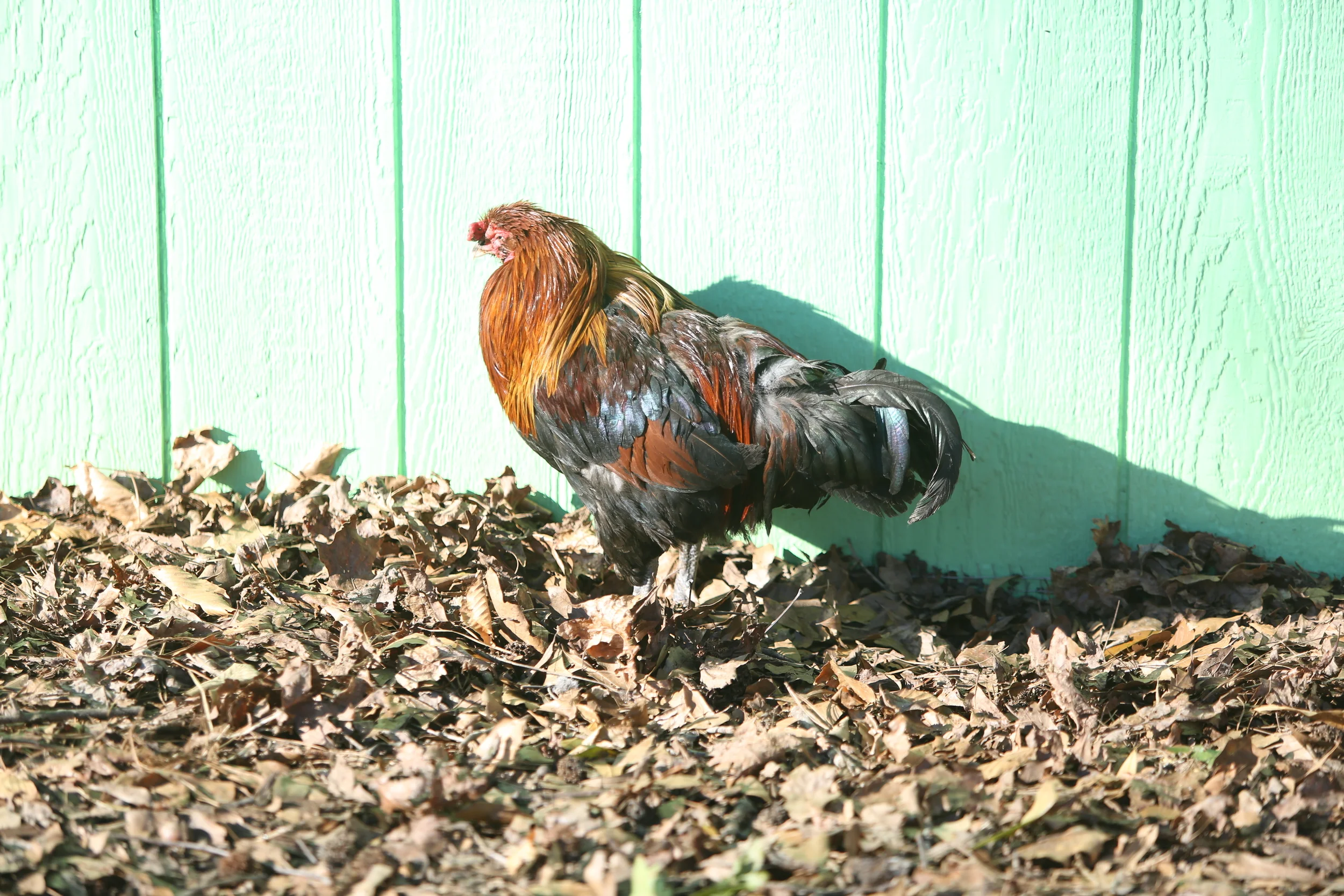 Avian Flu Alert and What You Need To Do