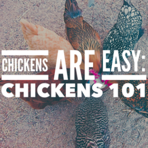 Chickens Are Easy: Chickens 101