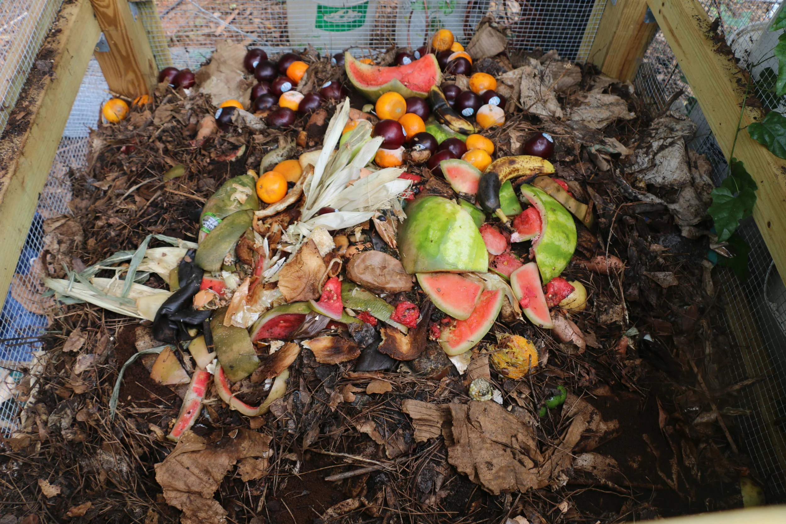 Farm Day at Palma Farms