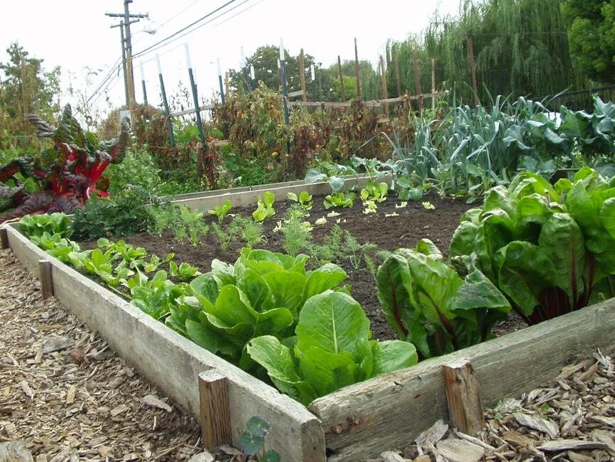 Lawrenceville Receives $10,000 Grant to Support City Agriculture