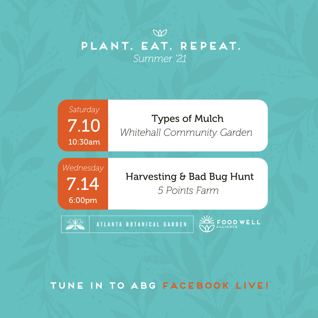 Have you all been enjoying Plant. Eat. Repeat., our educational series in partnership with the @atlbotanical so far? 🥬🍅🥕🍆⠀⠀⠀⠀⠀⠀⠀⠀⠀
⠀⠀⠀⠀⠀⠀⠀⠀⠀
In case you missed the first two sessions, you can still join us by tuning in via the @atlbotanical's Fac