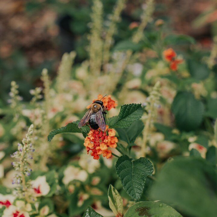 The Great Georgia Pollinator Census starts today! 🪰🦋🐝🐜​​​​​​​​
​​​​​​​​
Join the count by downloading the 2022 Counting Sheet printable, checking out the 2022 Insect Counting &amp; Identification Guide, and uploading your counts to the website at