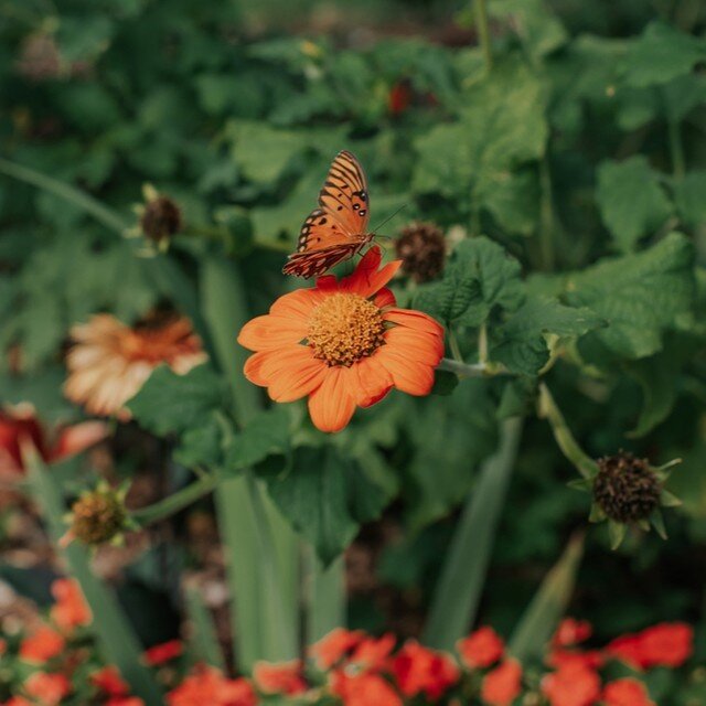 To kick off the Great Georgia Pollinator Census @gapollinators, Food Well Alliance is hosting an event at Tapestry garden on Friday, August 19 at 6 PM. You'll learn about the census, why it's important to participate, and how to identify native polli