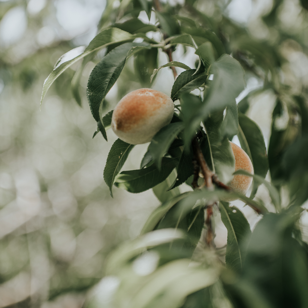 Native Fruit Tree Webinar