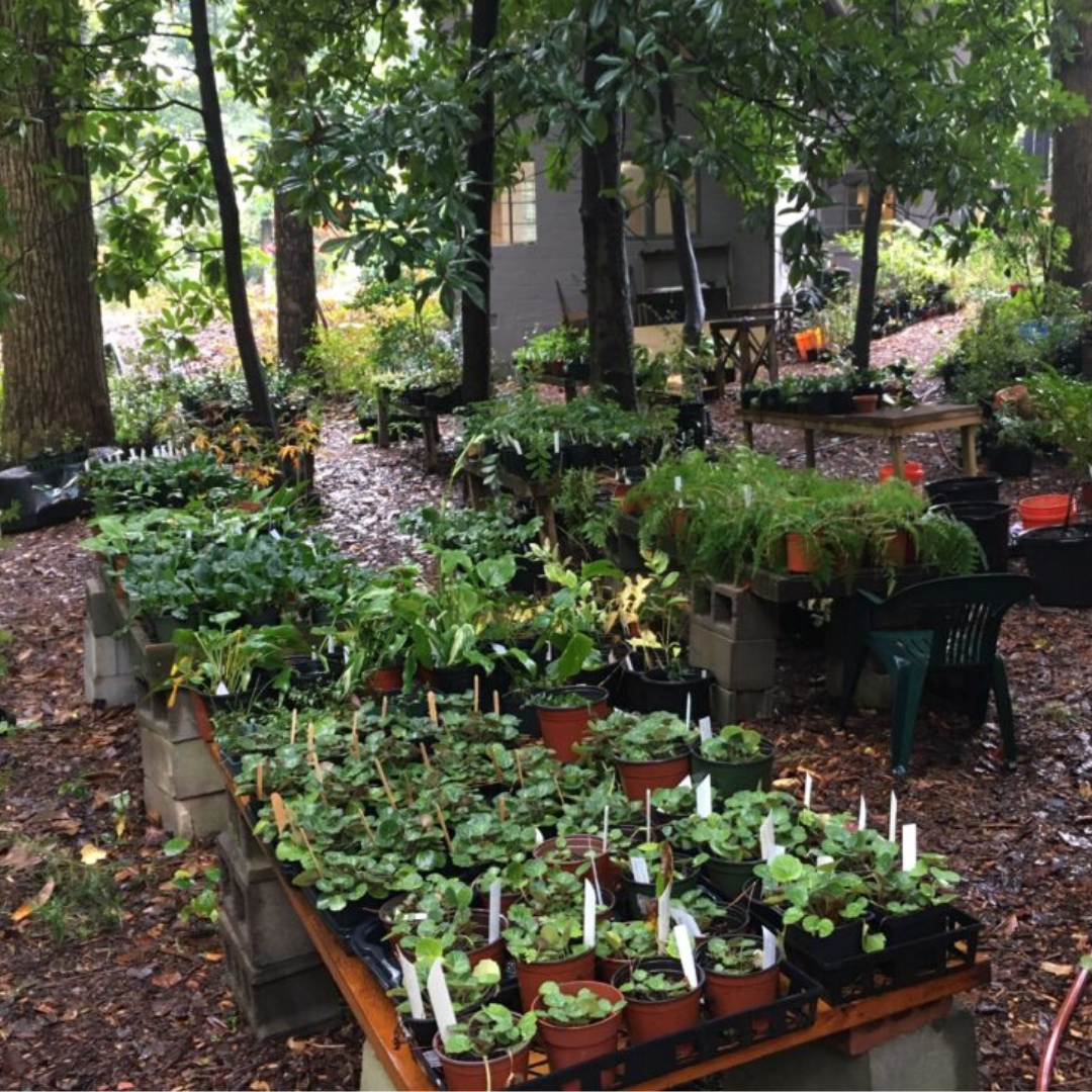 Woodlands Garden Fall Plant Sale