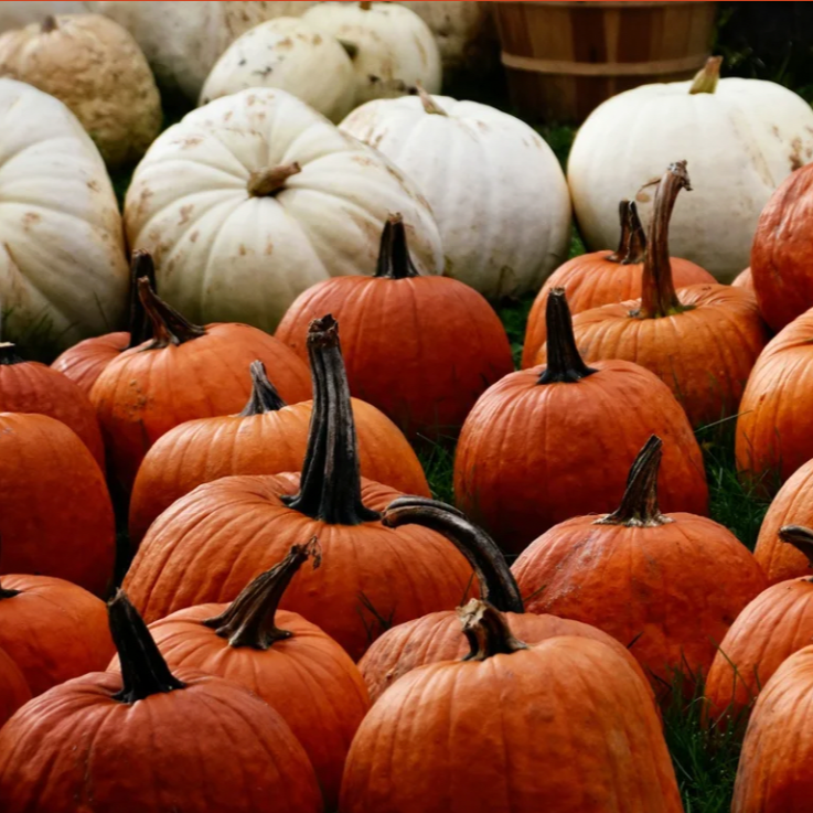 UFO’s 2nd Annual Red's Fall Fest