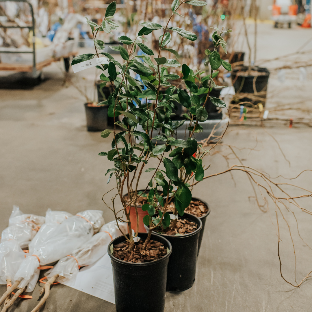 2026&nbsp;Fruit Tree Sale