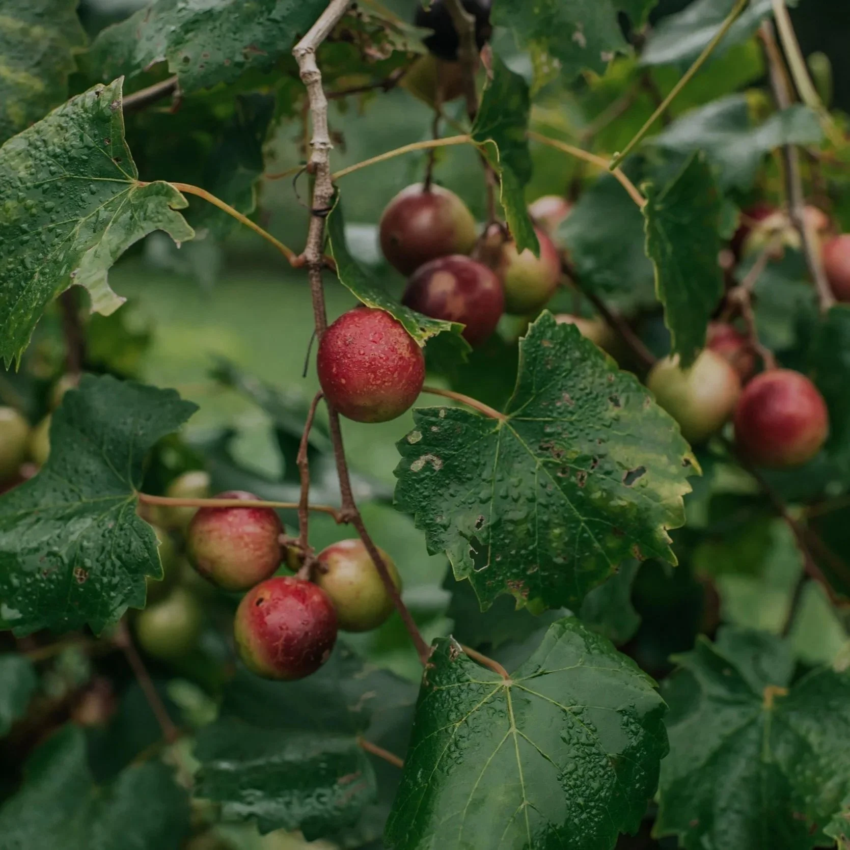 Muscadine Mini-Workshop