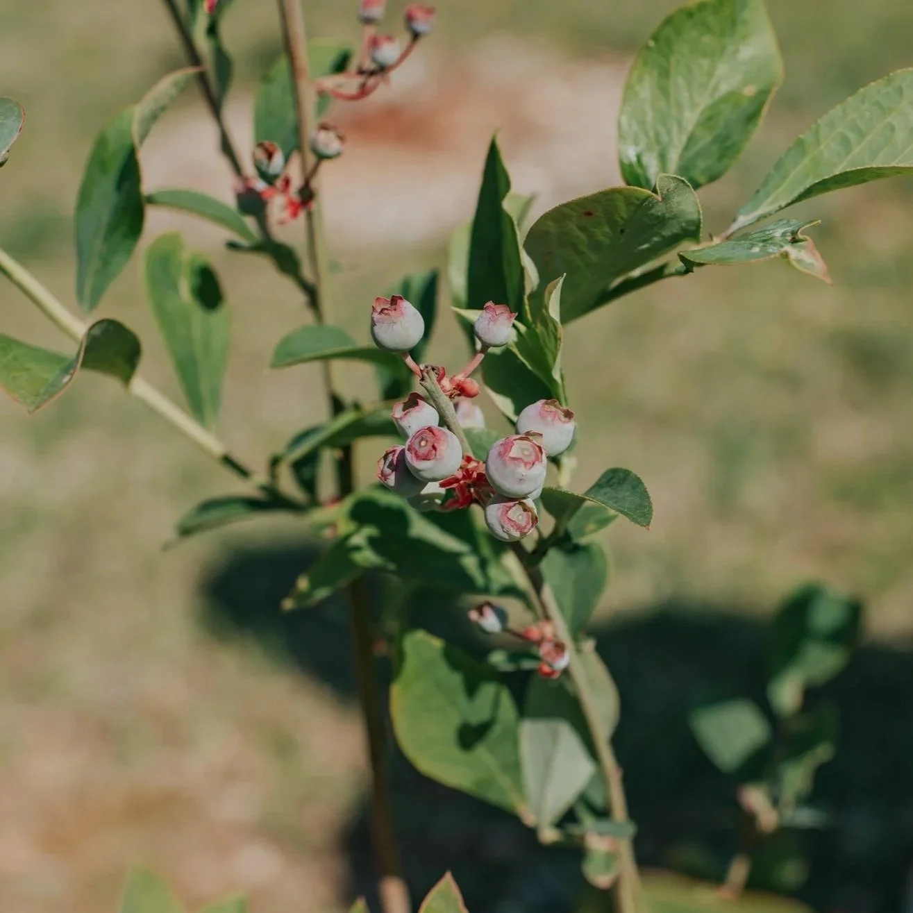 Blueberry Success Workshop