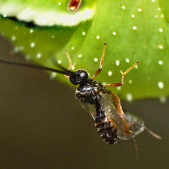 Webinar: Insect Identification for Farmers