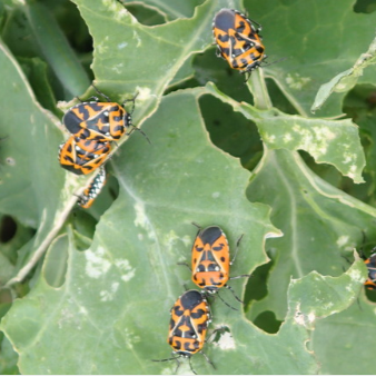 Decoding Insect Damage on Crops Webinar