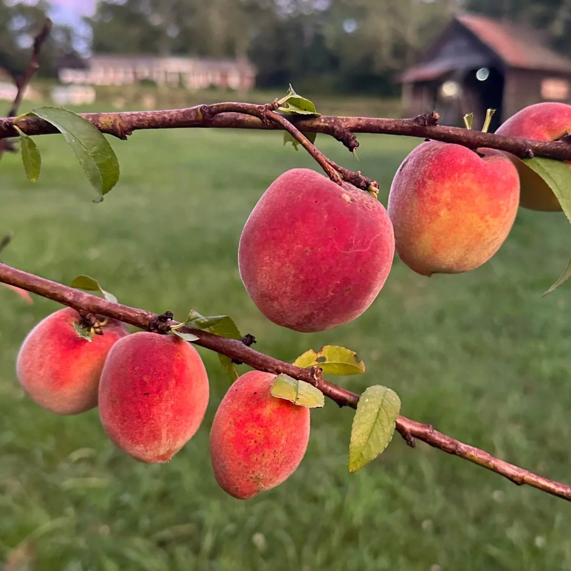Chatt. Hills &amp; Palmetto Community Conversation #3