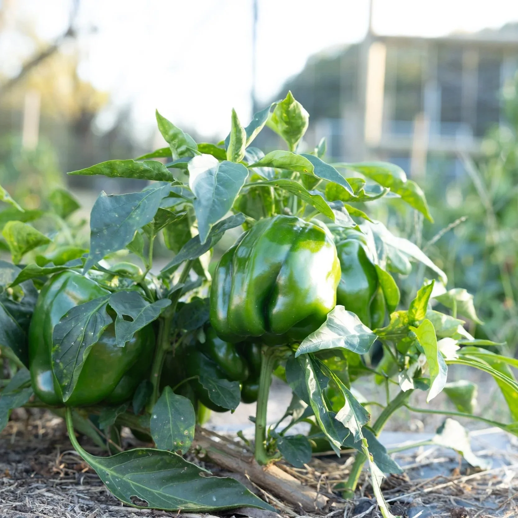 Chatt. Hills &amp; Palmetto Community Conversation #4