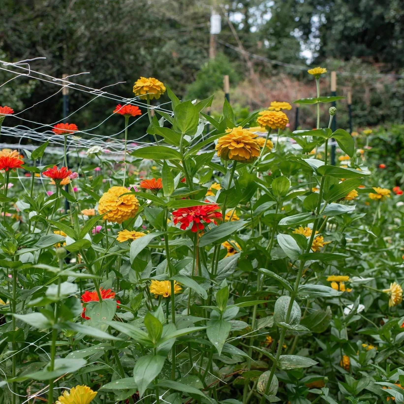 Plant. Eat. Repeat. at Stone Mountain Community Garden