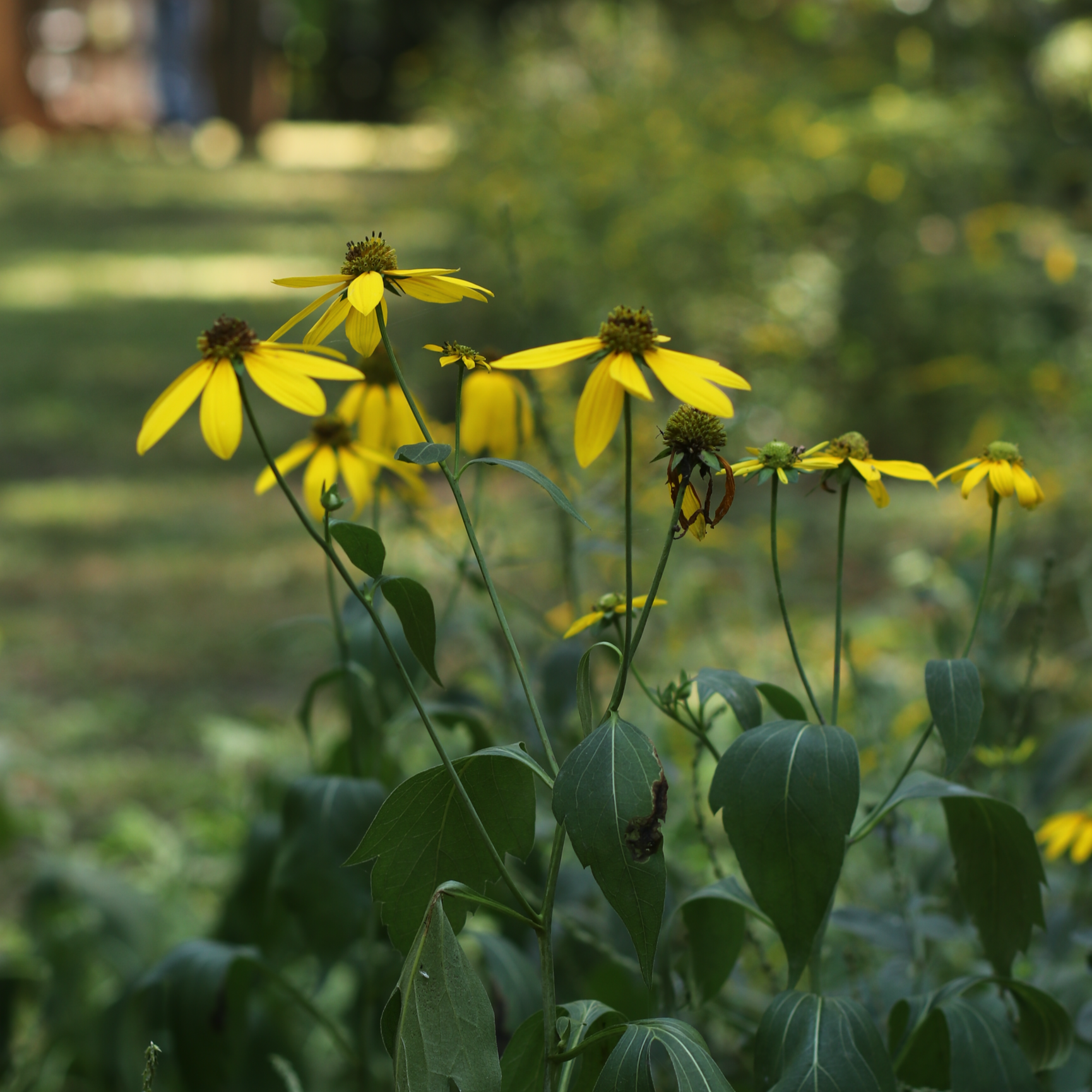 Plant. Eat. Repeat. at Smyrna Community Garden