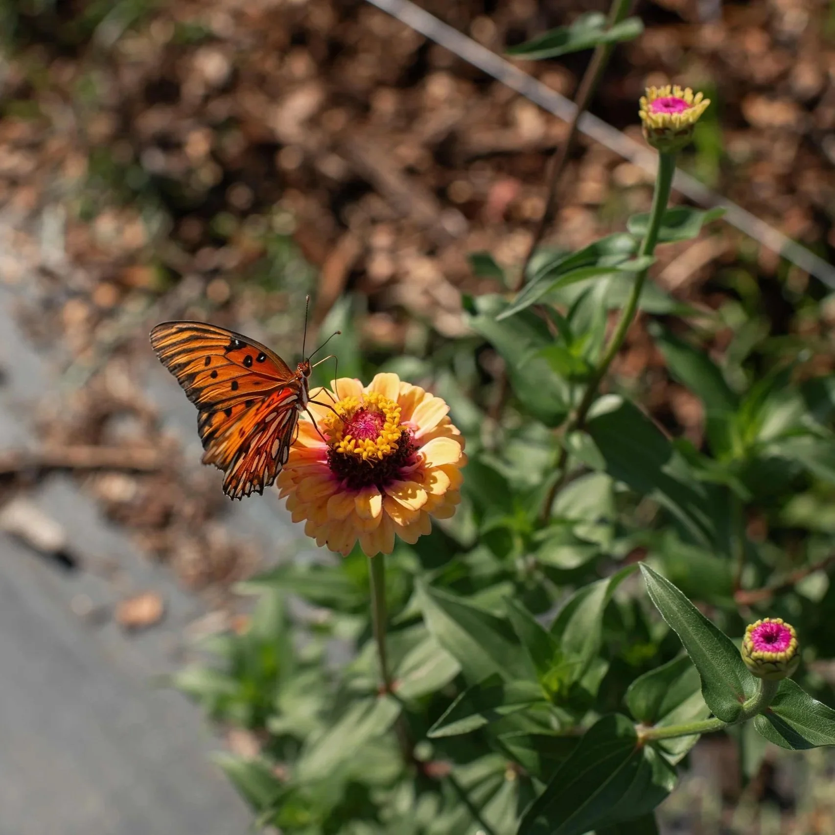 Plant. Eat. Repeat. at Dacula Park Community Garden