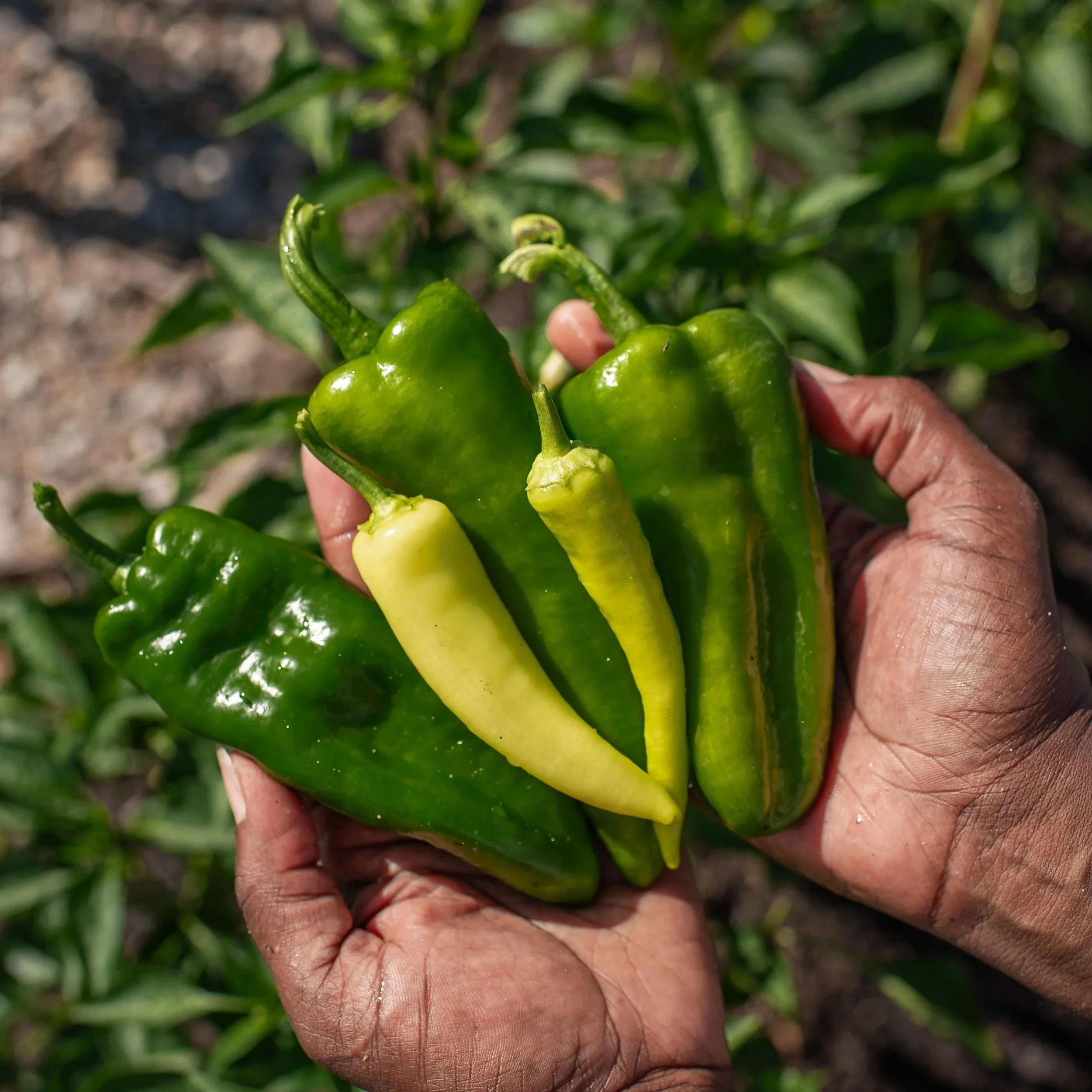 Plant. Eat. Repeat. at Community Garden of Morrow