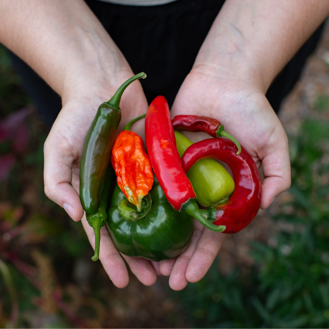 LIVE: Plant. Eat. Repeat. 