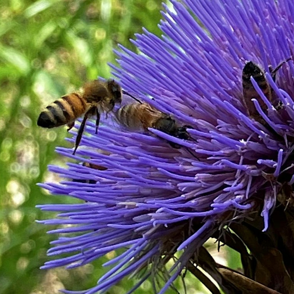 Bee Informed: Pollinators in Agriculture