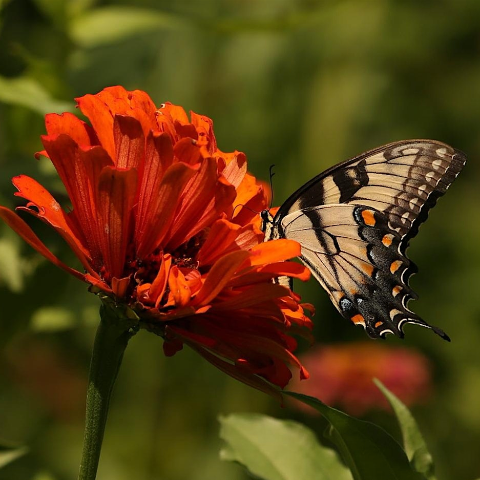 2026 Pollinator Party