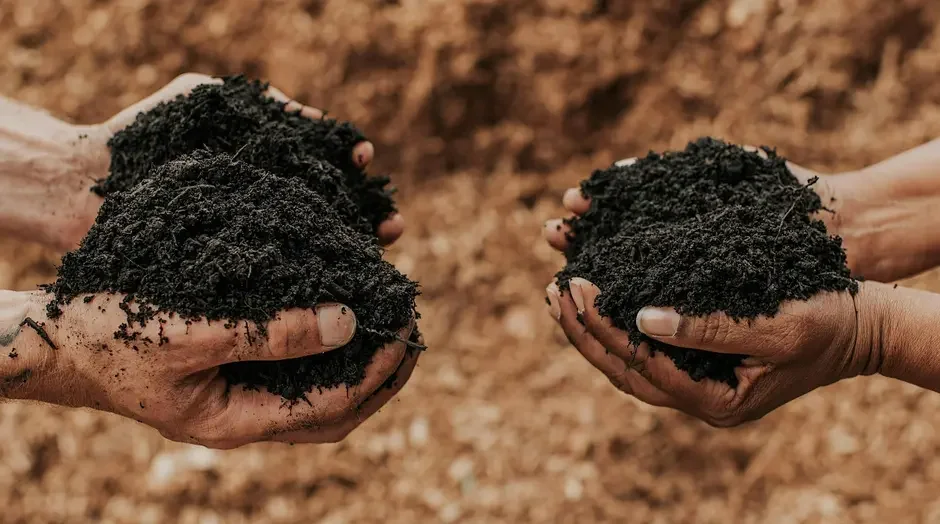 From Summer Drain to Fall Gain: Replenish Your Soil for Autumn Harvest