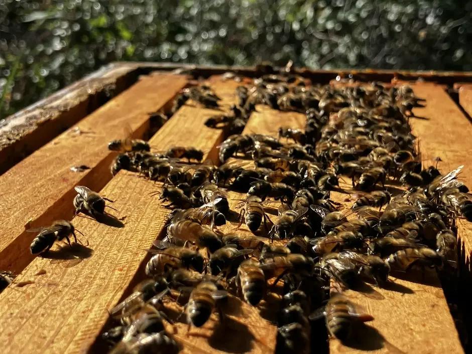 Meet the Bees at Food Well Farm!