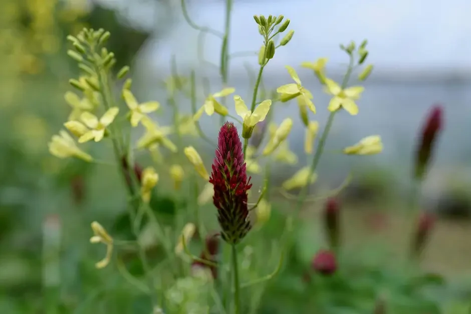 The Value of Cover Crops Workshop